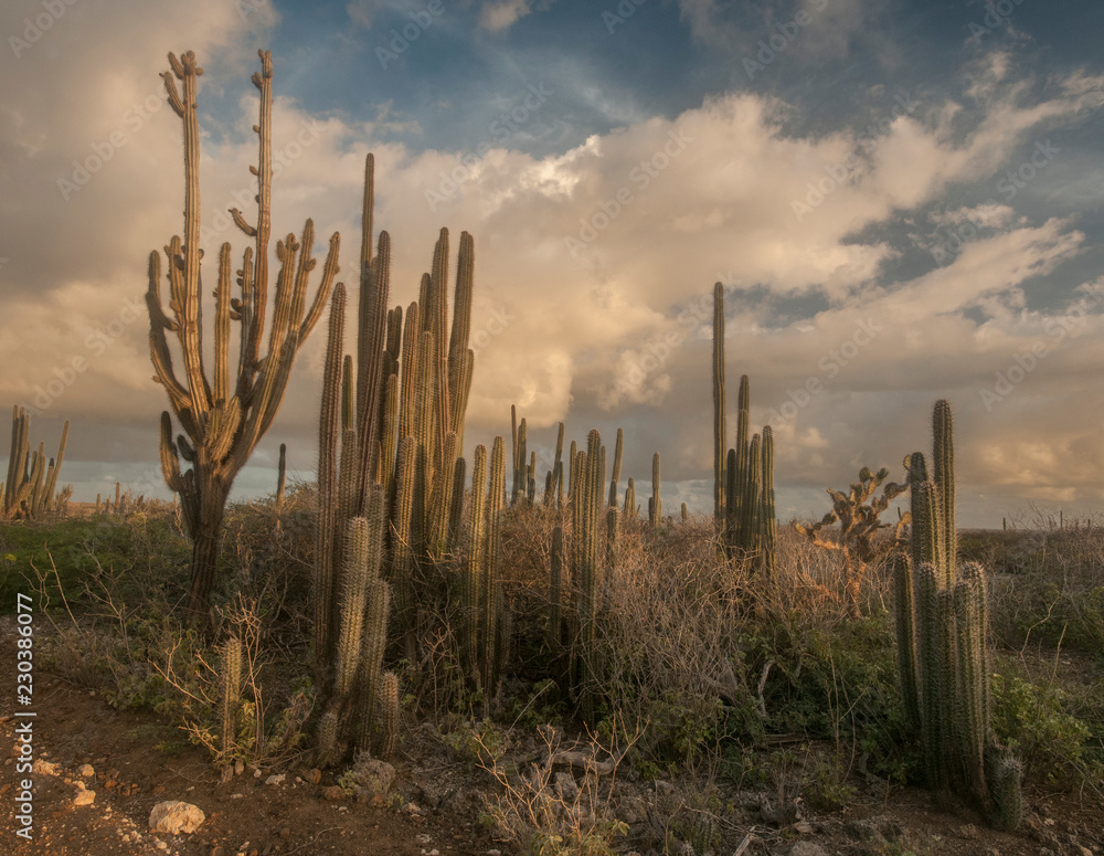 Bonaire