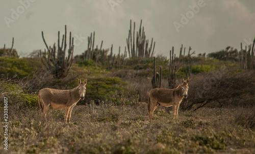 Bonaire