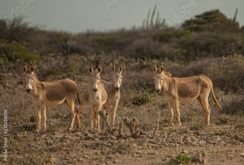 Bonaire