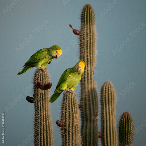 Bonaire photo