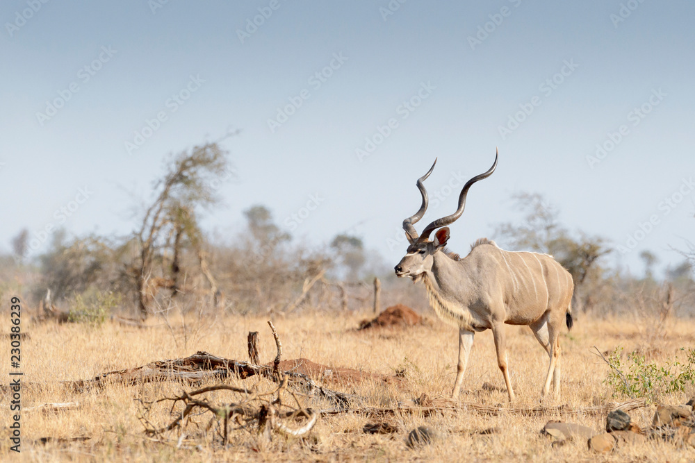 Greater kudu (Tragelaphus strepsiceros), male walking in the savannah, Kruger national park, South Afroca. Greater kudu (Tragelaphus strepsiceros), male walking in the savannah, Kruger national park, South Afroca.