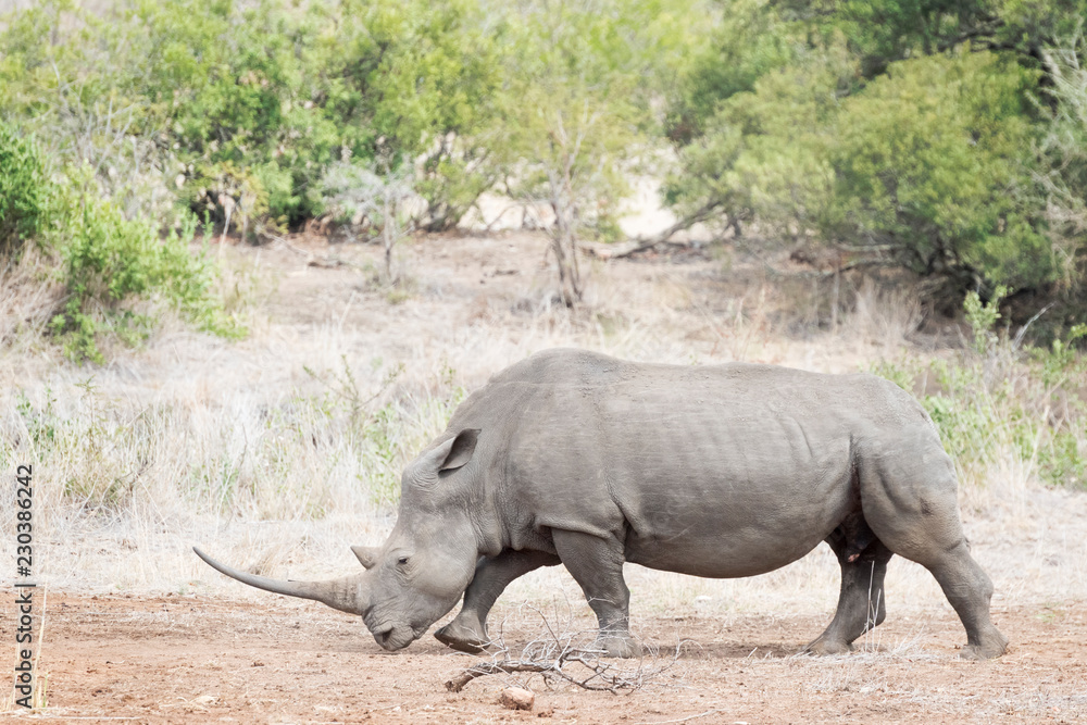 Obraz premium Nosorożec biały (Ceratotherium simun), jedzenie, Park Narodowy Krugera, RPA