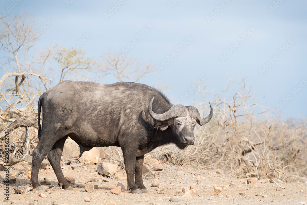Obraz premium African buffalo or Cape Buffalo (Syncerus caffer). Kruger National Park. Mpumalanga. South Africa