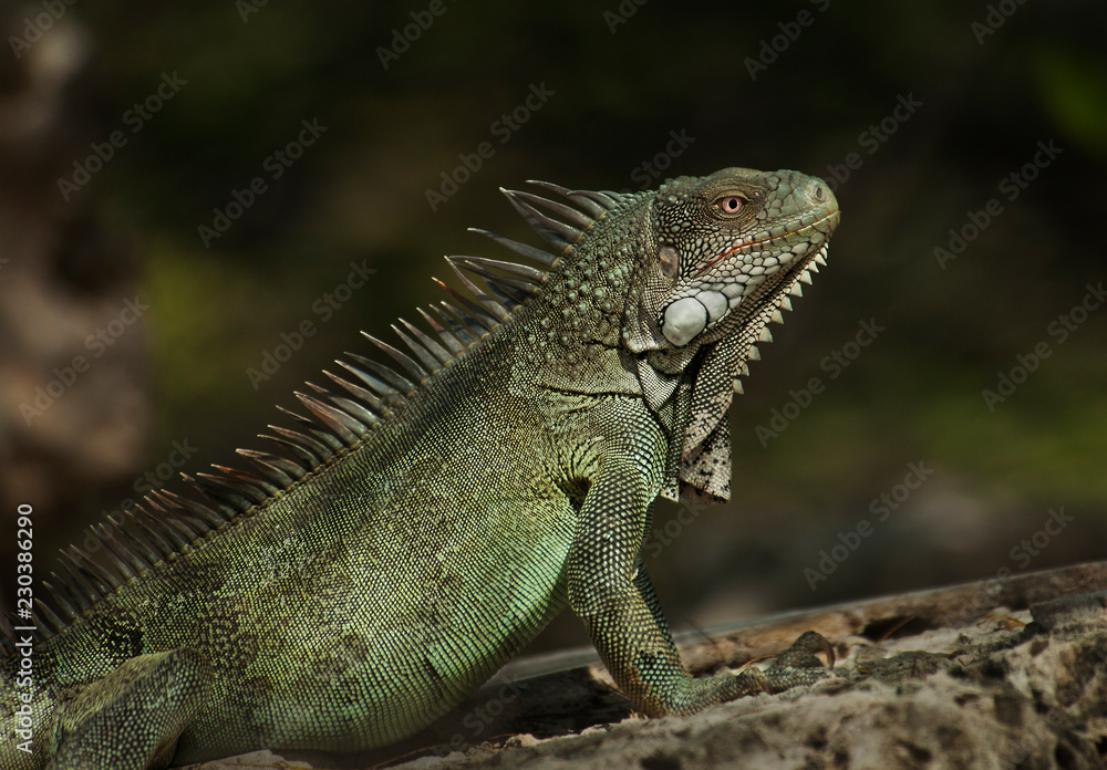 Bonaire Bonaire