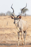 Greater kudu (Tragelaphus strepsiceros), male walking in the savannah, Kruger national park, South Afroca.