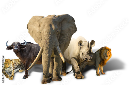 African safari with Big Five isolated on white background: Leopard, Buffalo, Elephant, Black Rhino and Lion. Wild animals background.