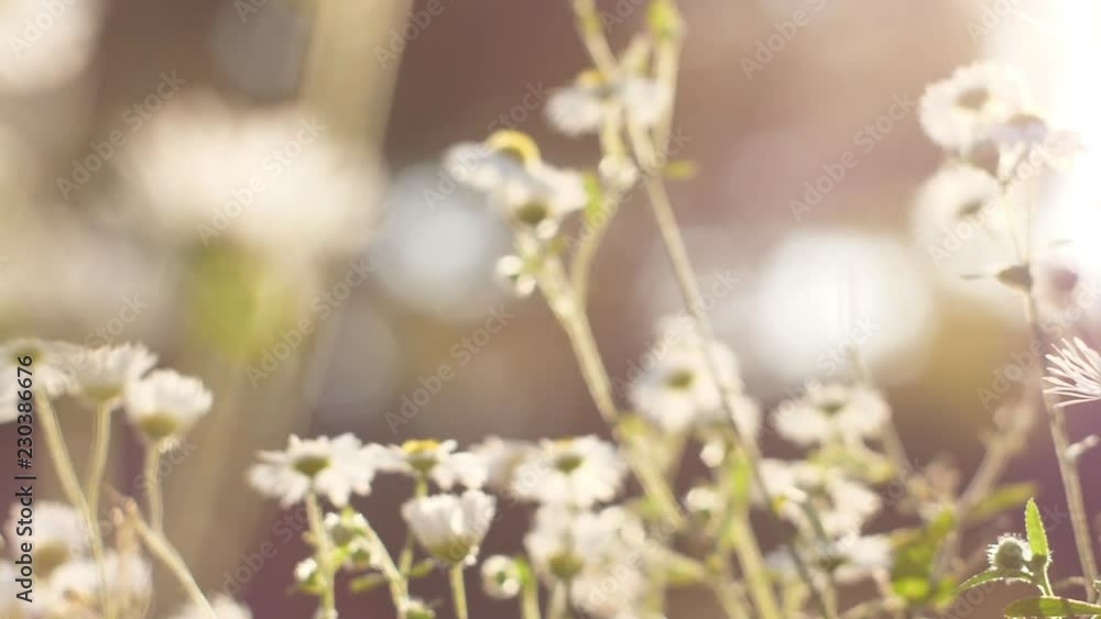 Plants with solar flares 5 Slowmotion Plants with solar flares 5 Slowmotion