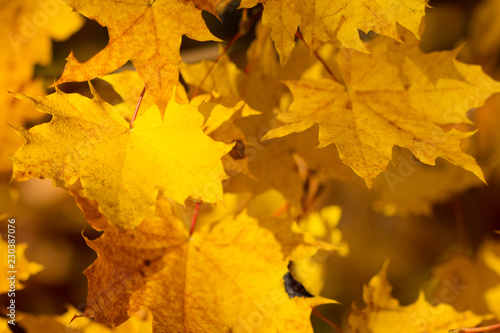 Branch of yellow autumn tree.Fall leaves background.