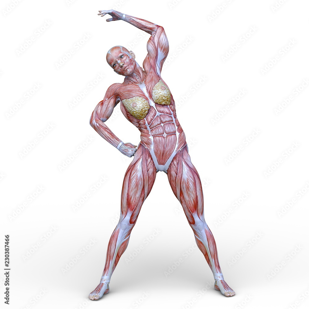 筋肉女性 Stock イラスト Adobe Stock