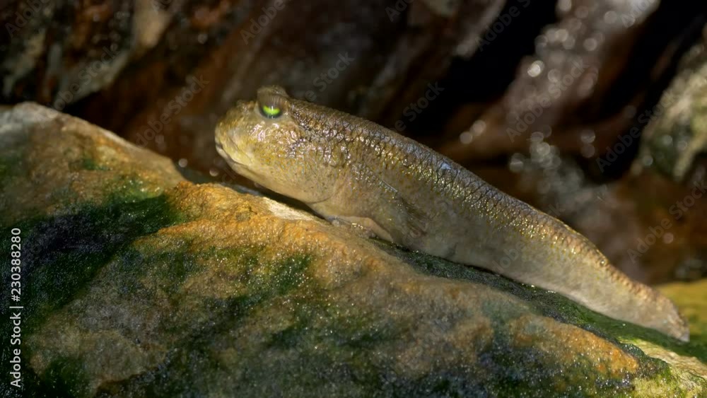 Atlantic mudskipper (Periophthalmus barbarus) Atlantic mudskipper (Periophthalmus barbarus)