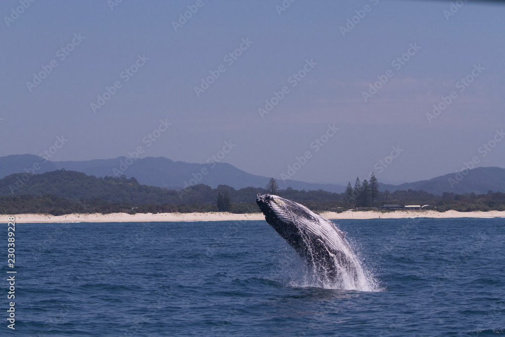 Fototapeta premium Whale breaching