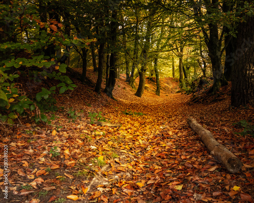 Autumn woodland trail, Woodbury Hill Fort, Devon, UK
