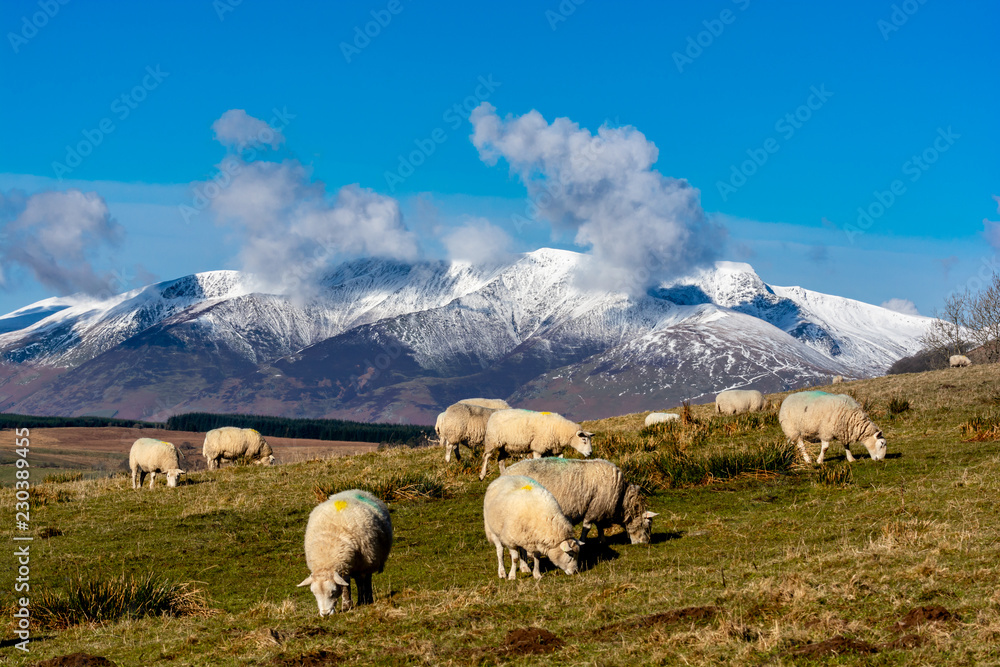 Herd of Sheep on a Sunday day in the Lake District National Park with snow covered mountains