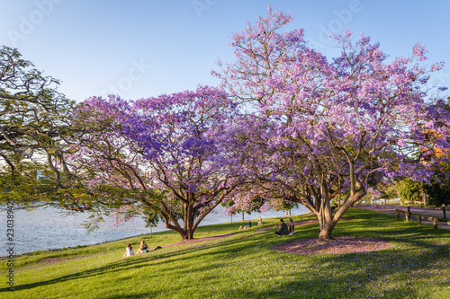 People enjoy picnics in the late afternoon sun along the Brisbane River photo