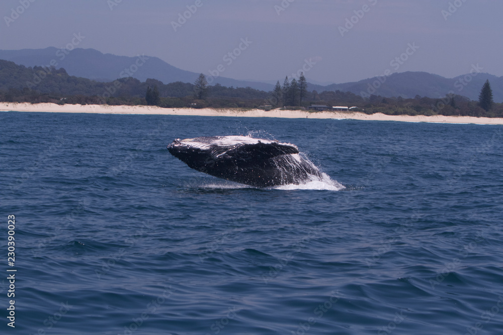Whale breaching Whale breaching