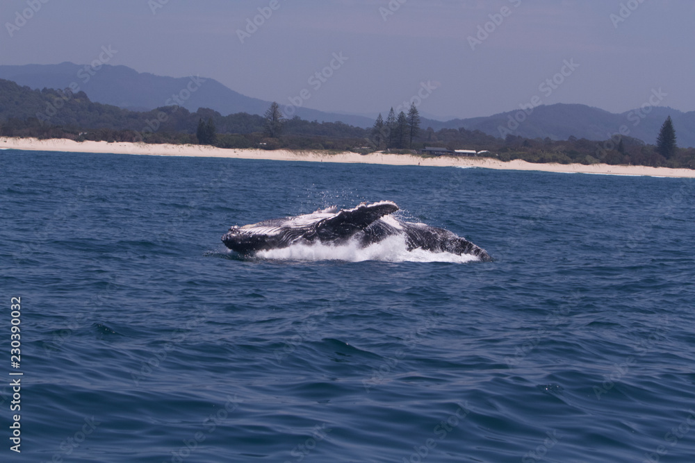 Fototapeta premium Whale breaching