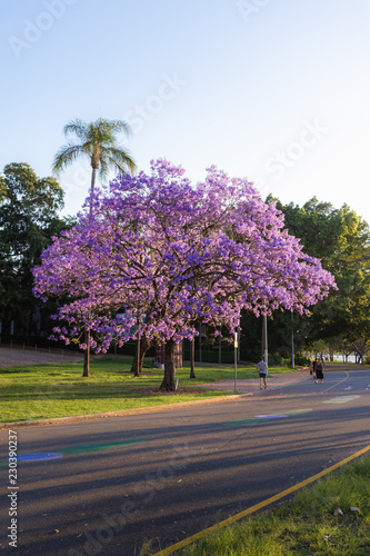 Jacaranda tree in bloom