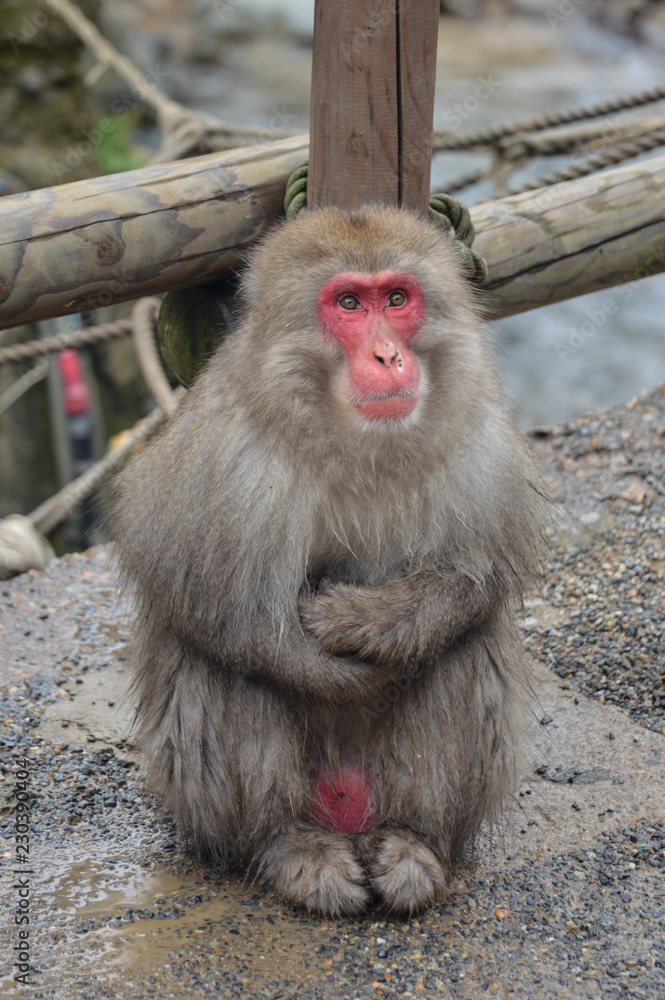 Naklejka premium onsen momkeys in Japan
