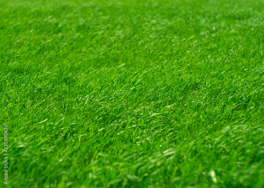 green sea green sea