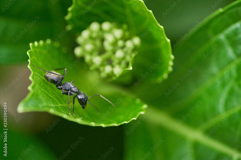 Naklejka premium 蟻 昆虫