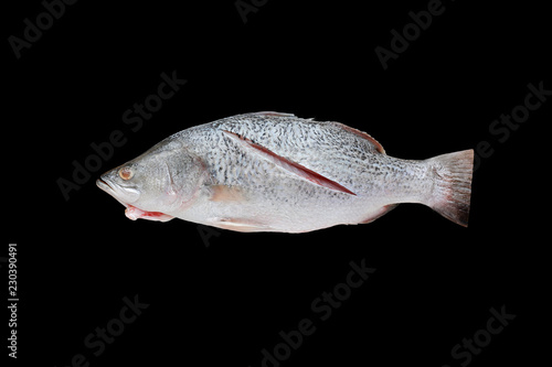 Fresh white snapper fish isolated on black background.