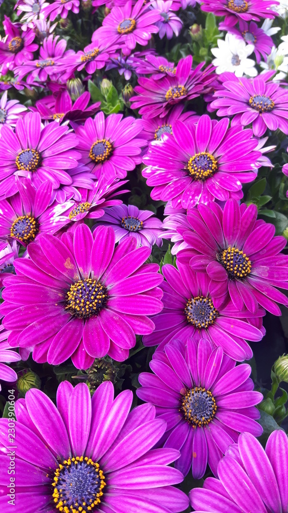 osteospermum osteospermum
