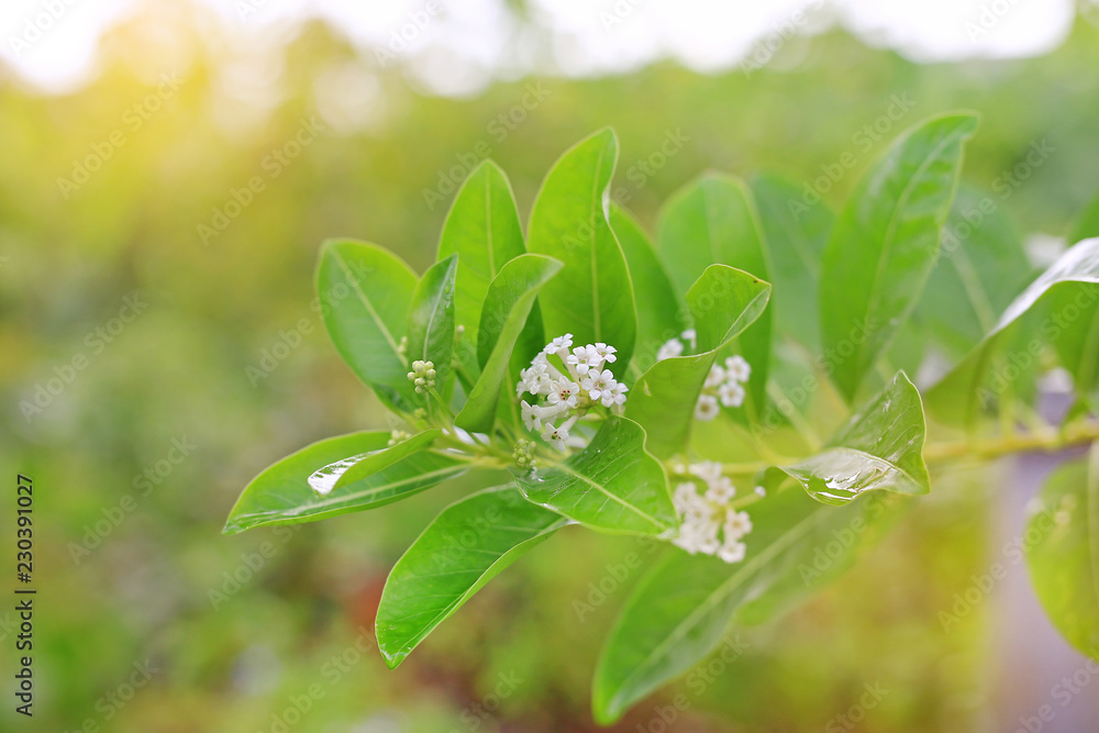 Fresh green tree leaf with white flower on blurred background in the summer garden. Close-up nature leaves and wild flower. Fresh green tree leaf with white flower on blurred background in the summer garden. Close-up nature leaves and wild flower.