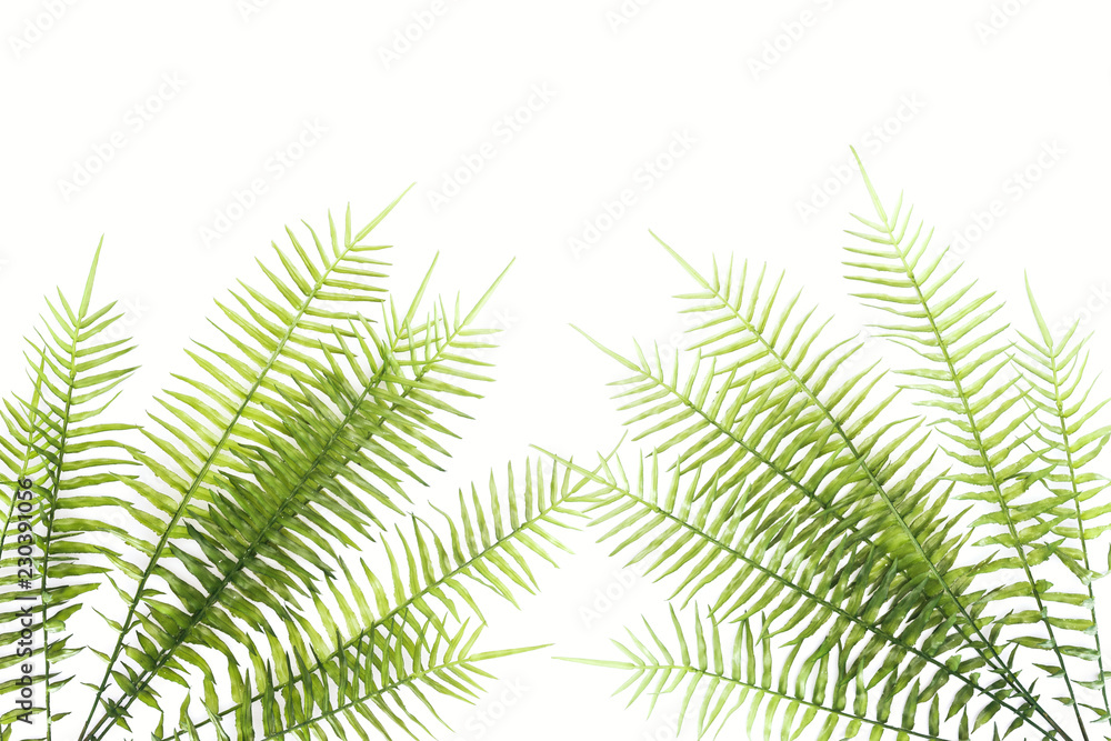 Naklejka premium elevated view of beautiful green fern branches isolated on white