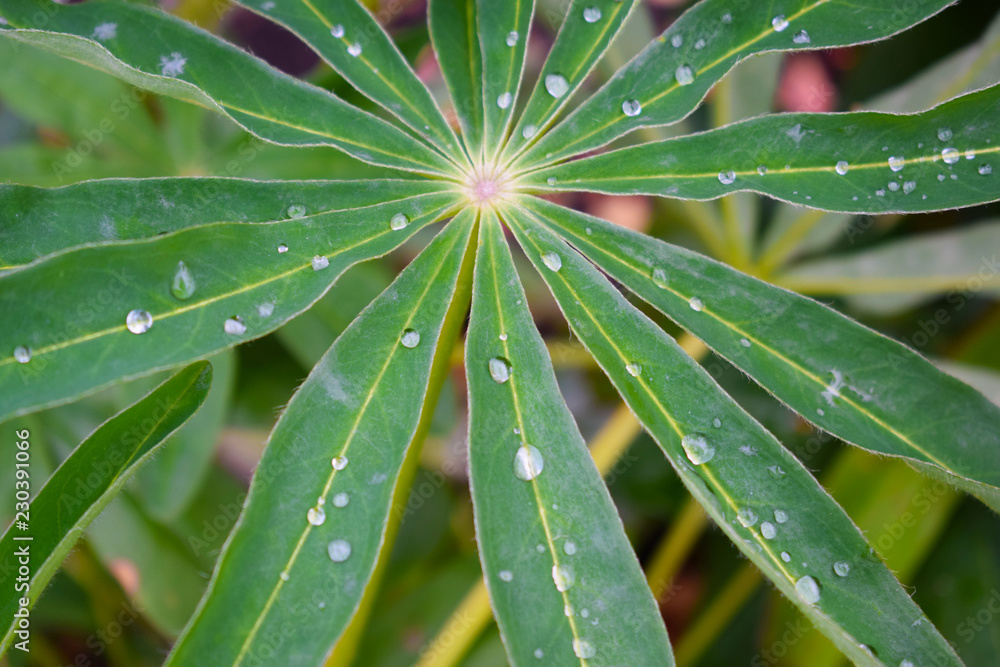 Beautiful lupine flower leaves and dew on the flower bed in the garden. Beautiful lupine flower leaves and dew on the flower bed in the garden.