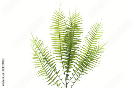 top view of green fern branches isolated on white, minimalistic concept