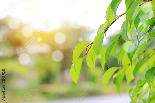 Fresh green tree leaf on blurred background in the summer garden with rays of sunlight. Close-up nature leaves in field