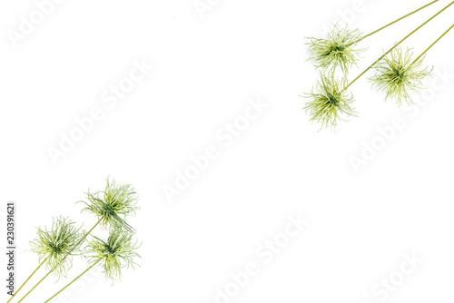 top view of beautiful green tropical plants isolated on white  miimalistic concept