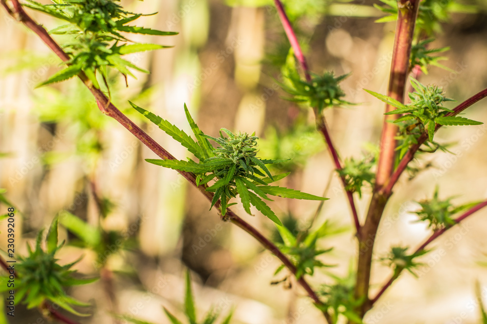 soft focus natural cannabis plant green leaves in outdoor environment soft focus natural cannabis plant green leaves in outdoor environment