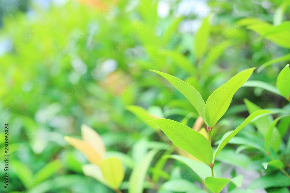 Fresh green tree leaf on blurred background in the summer garden. Close-up nature leaves in field for use in web design or wallpaper. Soft Focus. Fresh green tree leaf on blurred background in the summer garden. Close-up nature leaves in field for use in web design or wallpaper. Soft Focus.