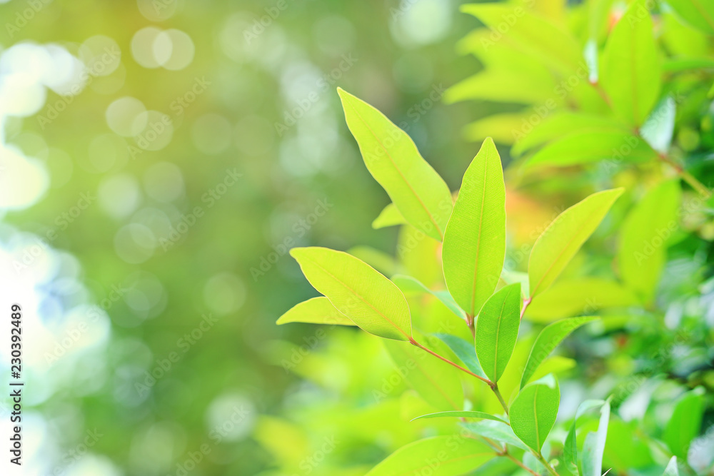 Fresh green tree leaf on blurred background in the summer garden with copy space and clean pattern. Close-up nature leaves in field for use in web design or wallpaper. Soft Focus.