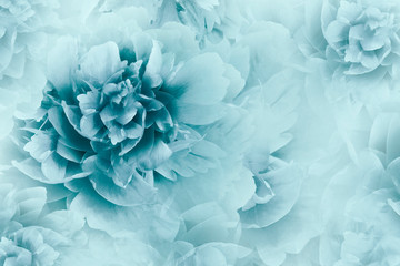 Canvas schilderij Blauw Turquoise pioenrozen op halftone achtergrond  © nadezhda F