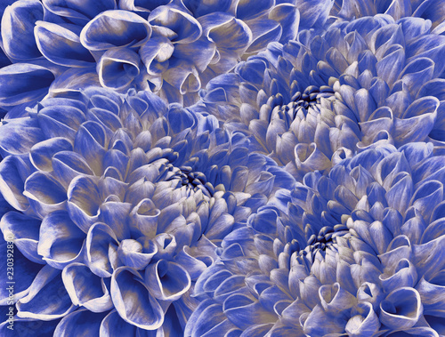 Floral whute-blue halftone background. A bouquet of blue flowers. Close-up. floral collage. Flower composition. Nature.