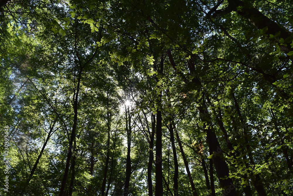 tree in forest