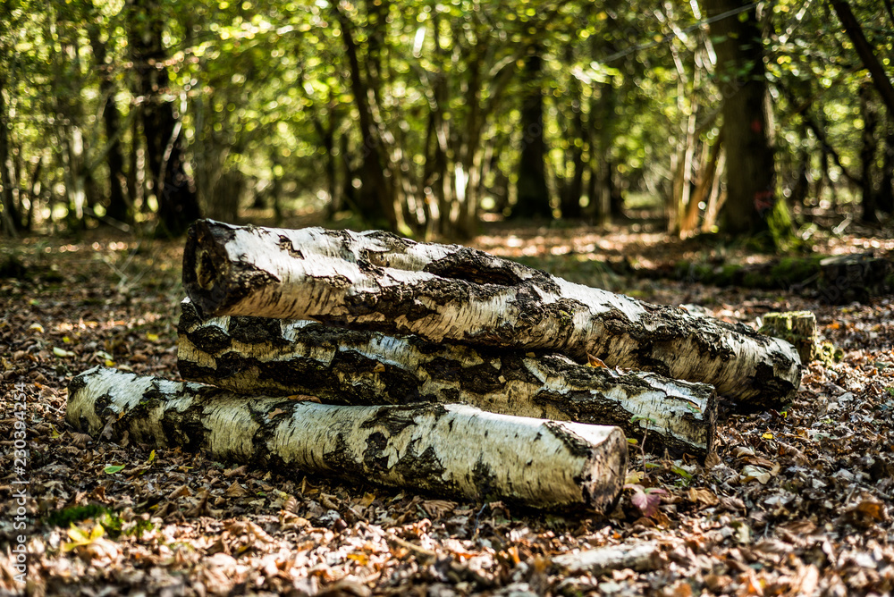 Stcked logs, Natural habitat, Autumnal woodland Background.