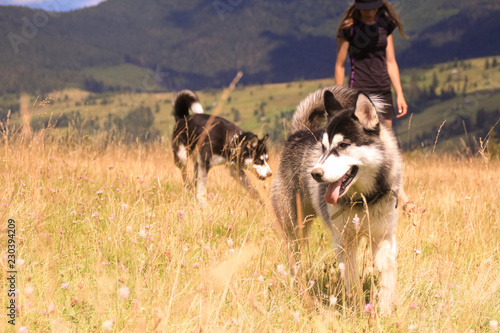 Husky walk in the nature. The girl is playing with two dogs. Traveling with dogs.Ukrainian mountains of Carpathians. Travel to the mountains.