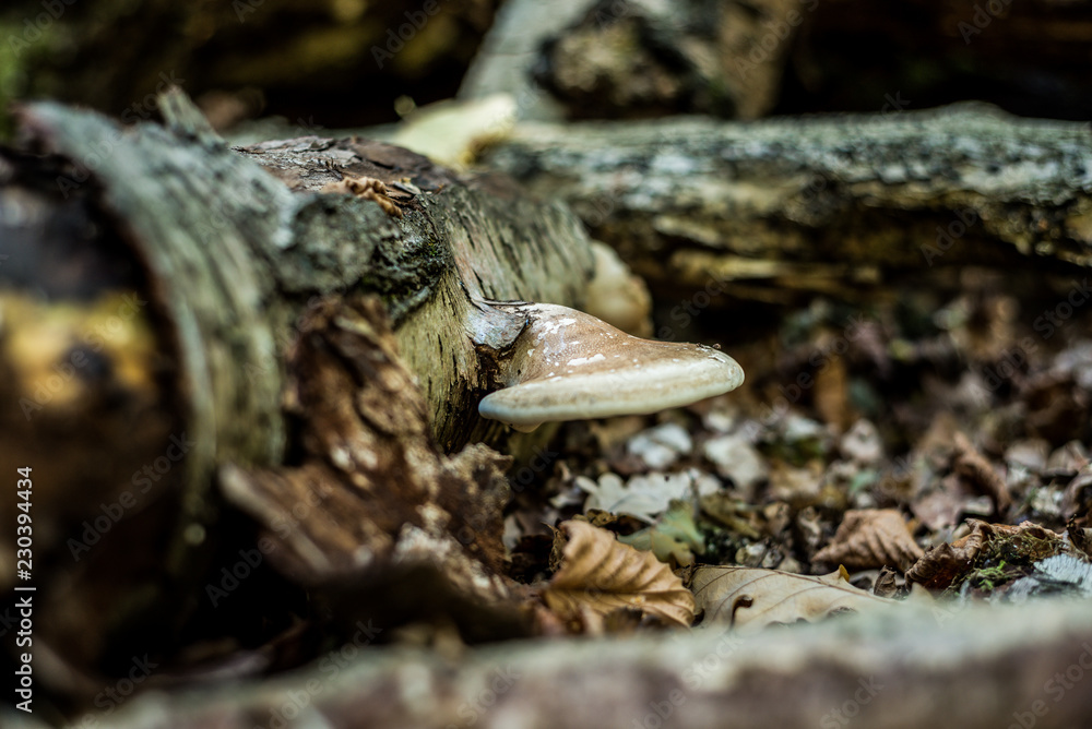Wild mushroom, Autumnal woodland Background.