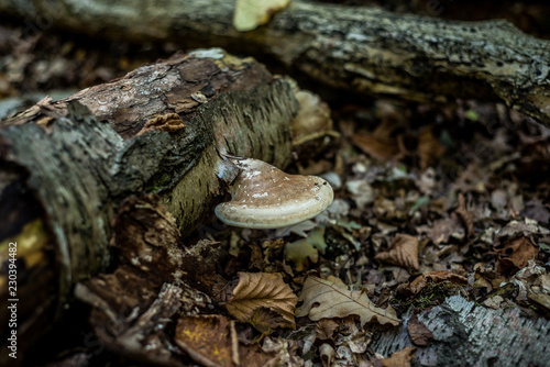 Wild mushroom, Autumnal woodland Background.