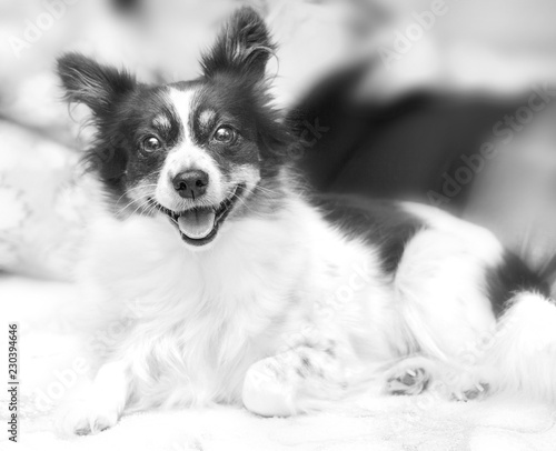 Black and white happy home doggy