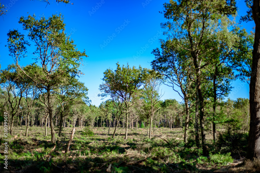 Deforested woodland Background. Deforested woodland Background.