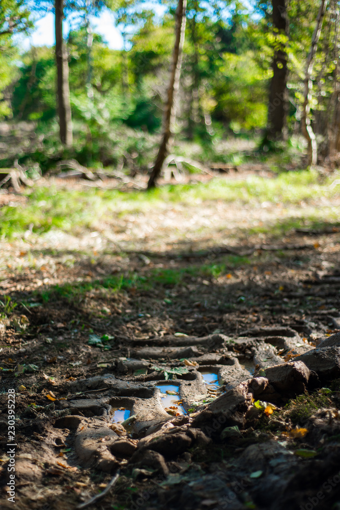 Forestry Damage, Autumnal woodland Background.