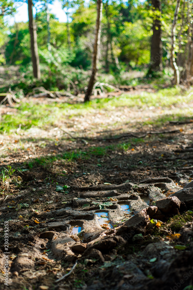 Forestry Damage, Autumnal woodland Background. Forestry Damage, Autumnal woodland Background.