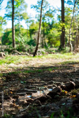 Forestry Damage, Autumnal woodland Background.