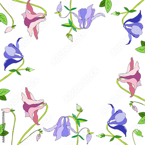 Aquilegia or Columbine flower hand drawn colorful vector botanical illustration, floral frame isolated on white background, decorative border for design greeting card, wedding invitation, cosmetics