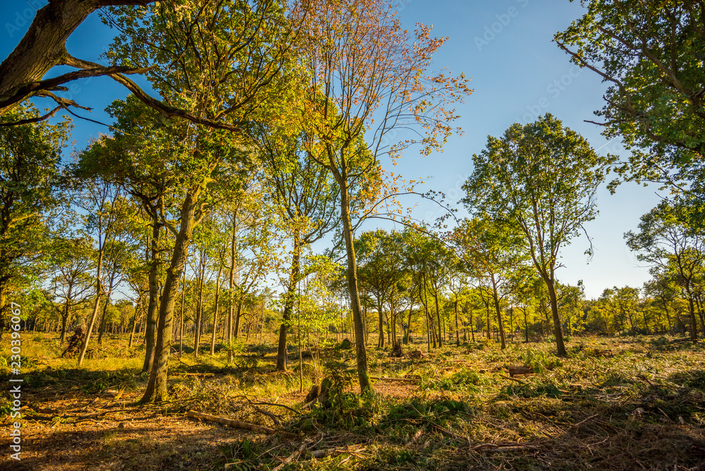 Sunlit recently deforested woodland Background. Sunlit recently deforested woodland Background.