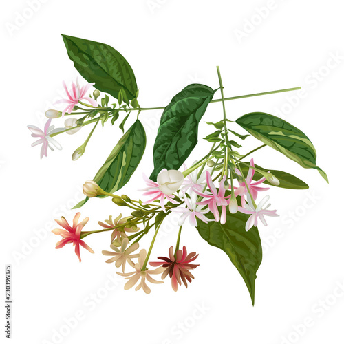 Rangoon Creeper flower vector illustration